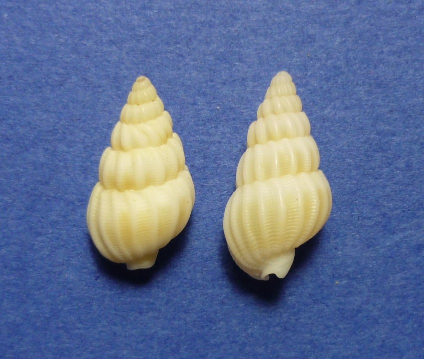 Nassarius lima